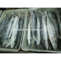 Japanese baracuda, spanish mackerel, yellowtail, mahi mahi